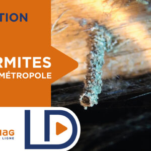 Formation continue Termites Métropole – 1 jour