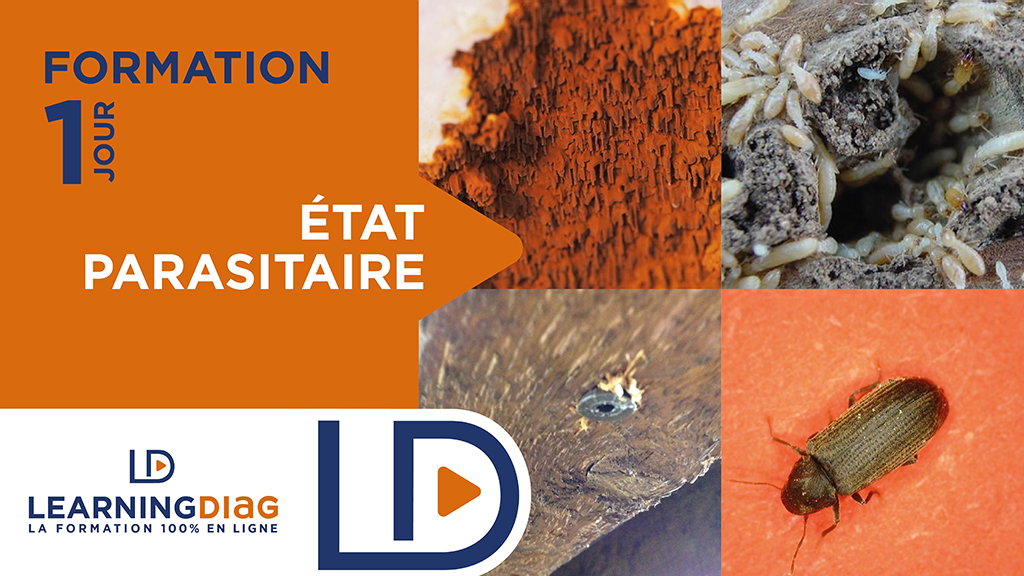 Formation état parasitaire